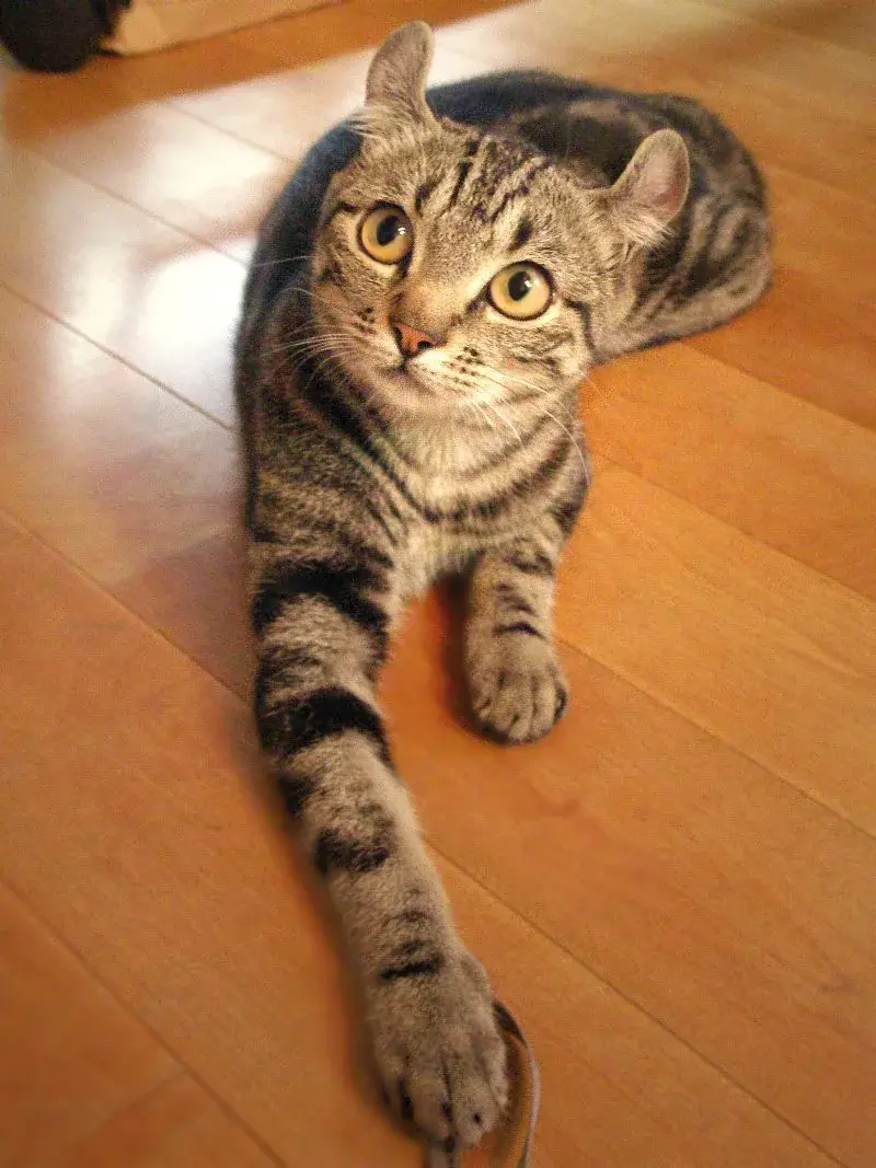 아메리칸 컬 고양이