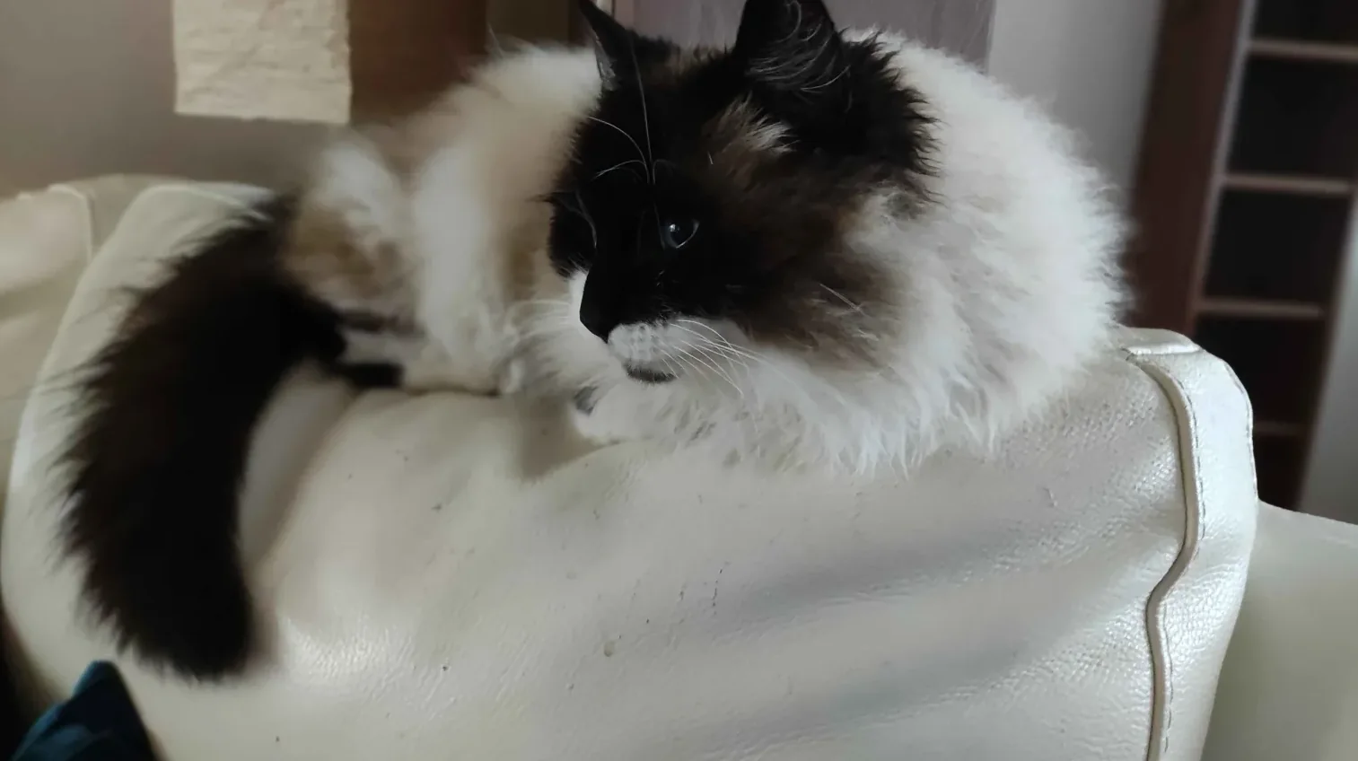 버만 고양이