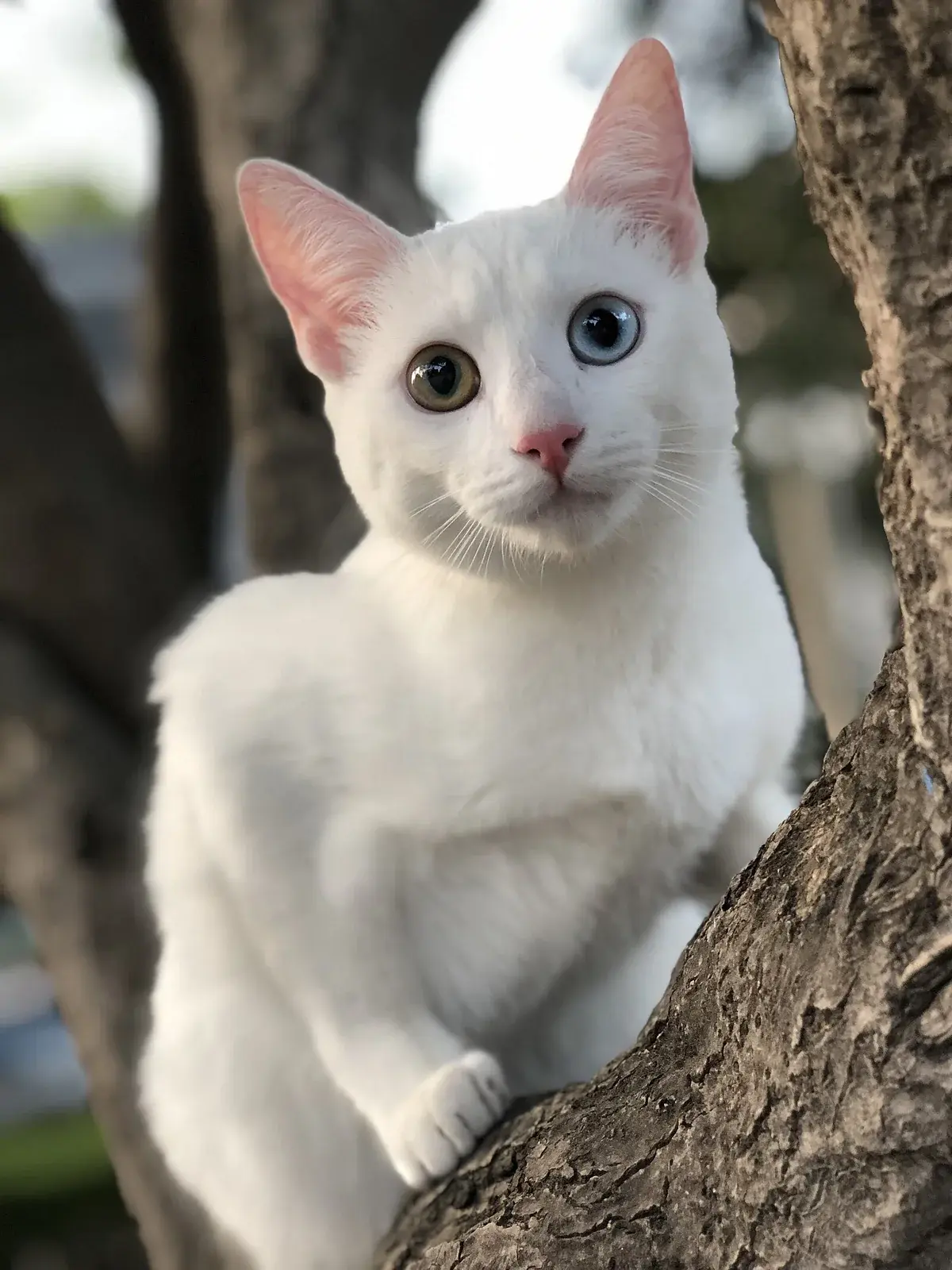 카오 마니 고양이