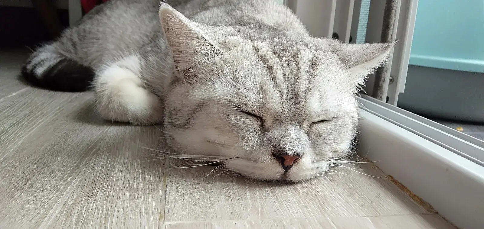 스코티시 스트레이트 고양이