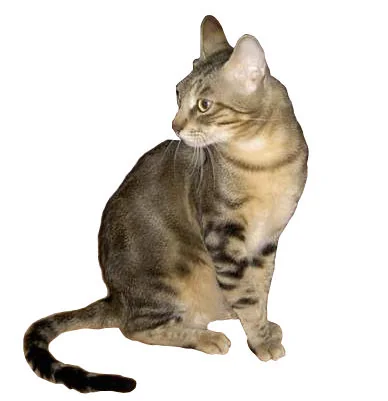 소코케 고양이